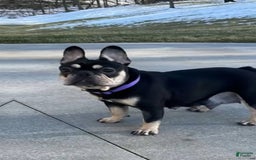 French Bulldog dogs for sale: Kodak - Image 5