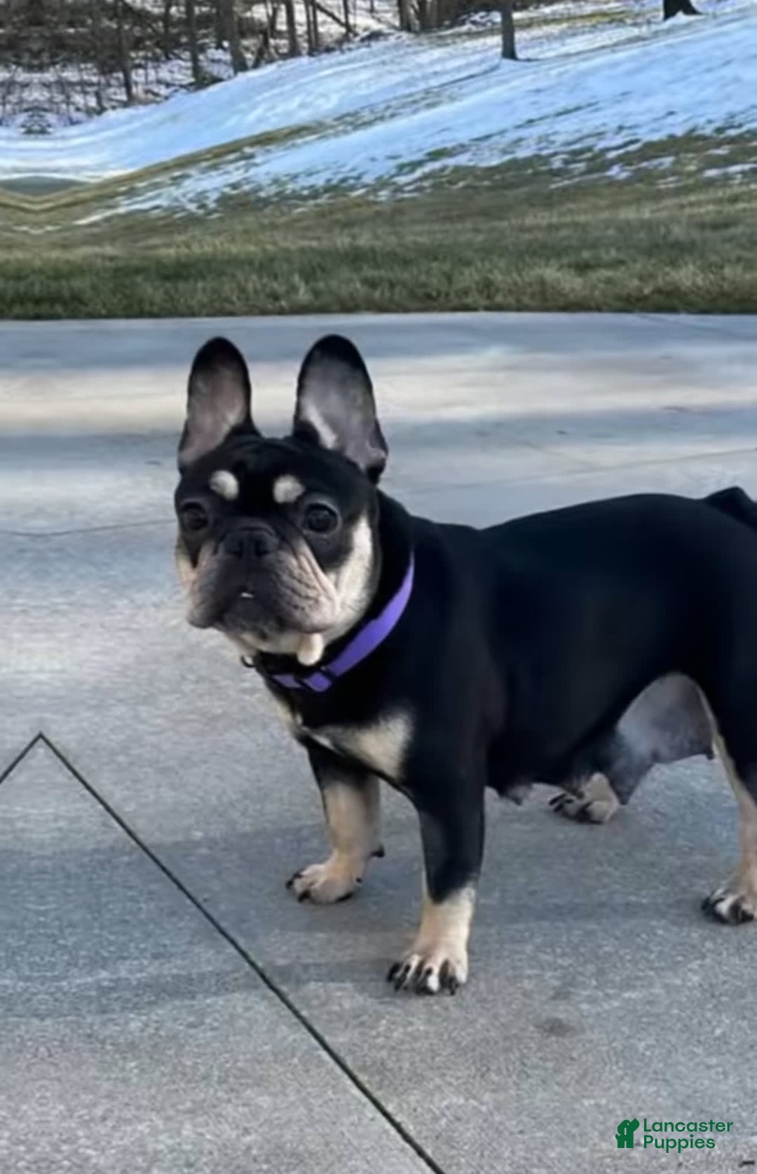 French Bulldog dogs for sale: Kodak - Image 5