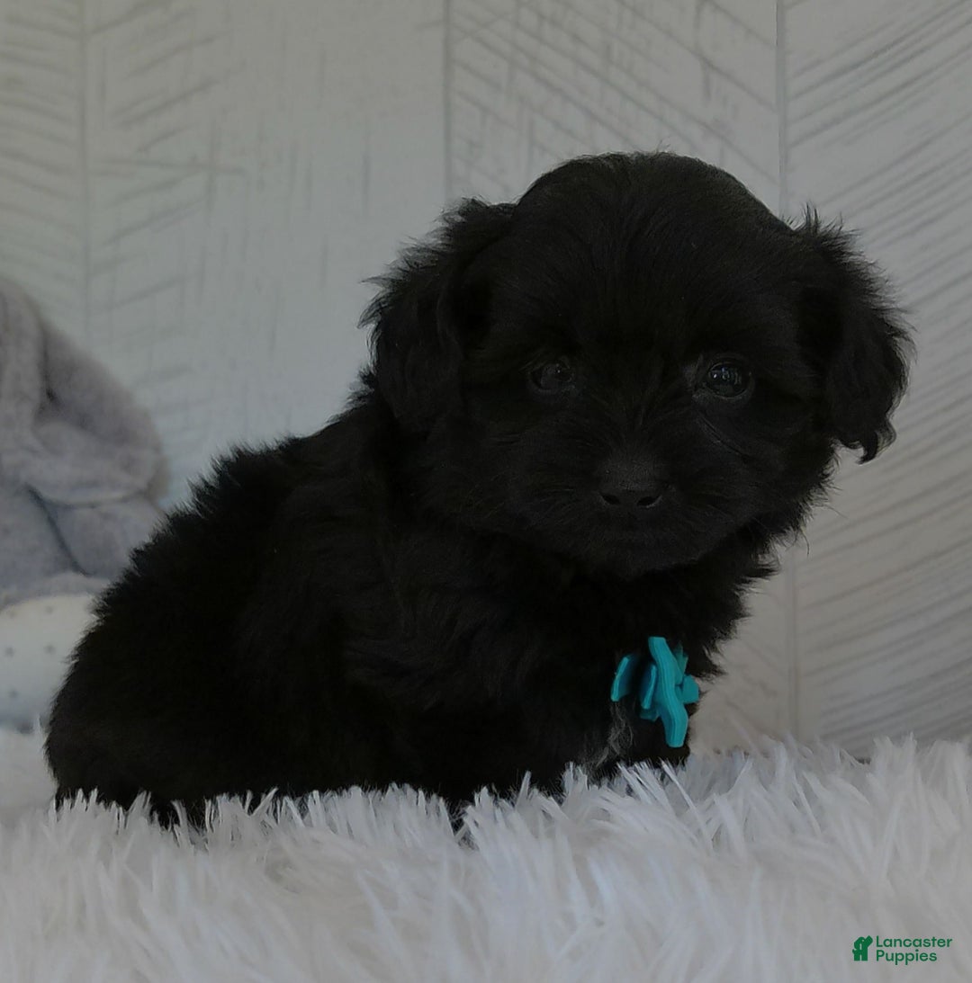 Yorkiepoo dogs for sale: Toby - Image 3