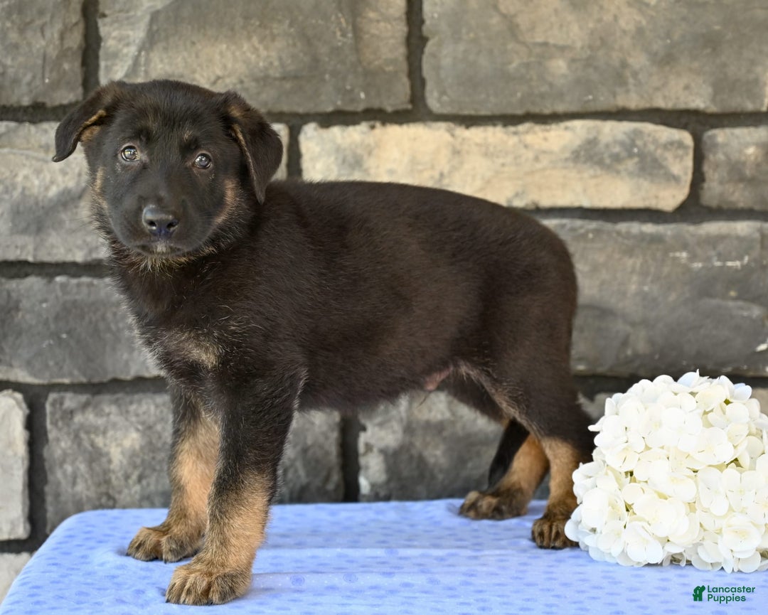 German Shepherd dogs for sale: Michael - Image 4