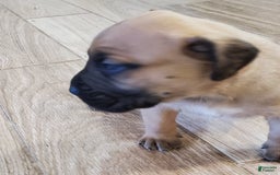 South African Boerboels dogs for sale: Simba - Image 2