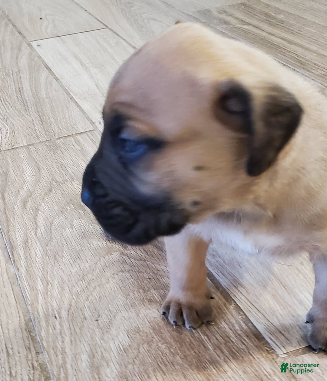 South African Boerboels dogs for sale: Simba - Image 2