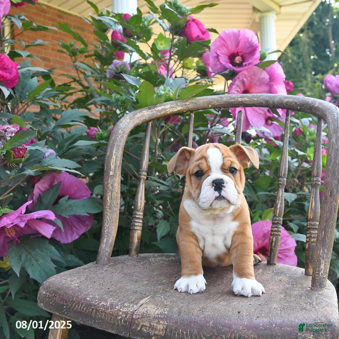 English Bulldog dogs for sale: Banjo - Image 5
