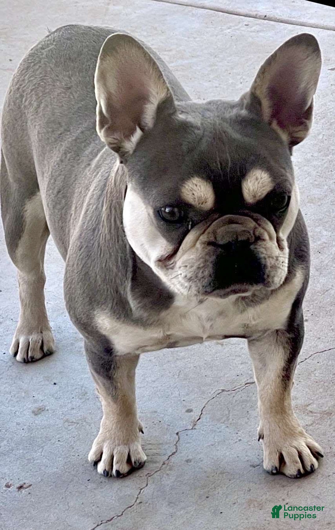French Bulldog dogs for sale: N/a - Image 2