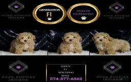 Maltipoo dogs for sale: Aspen - Image 6