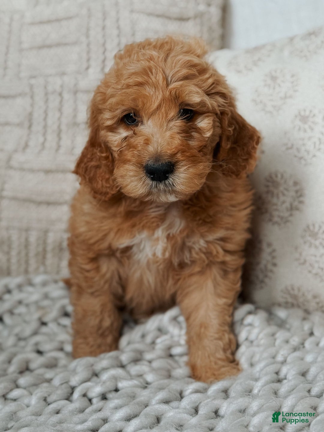 Goldendoodle dogs for sale: Chuck Bass - Image 6