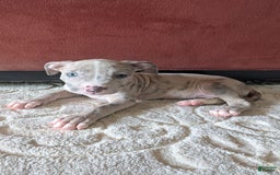 American Bully dogs for sale: Green Girl - Image 15