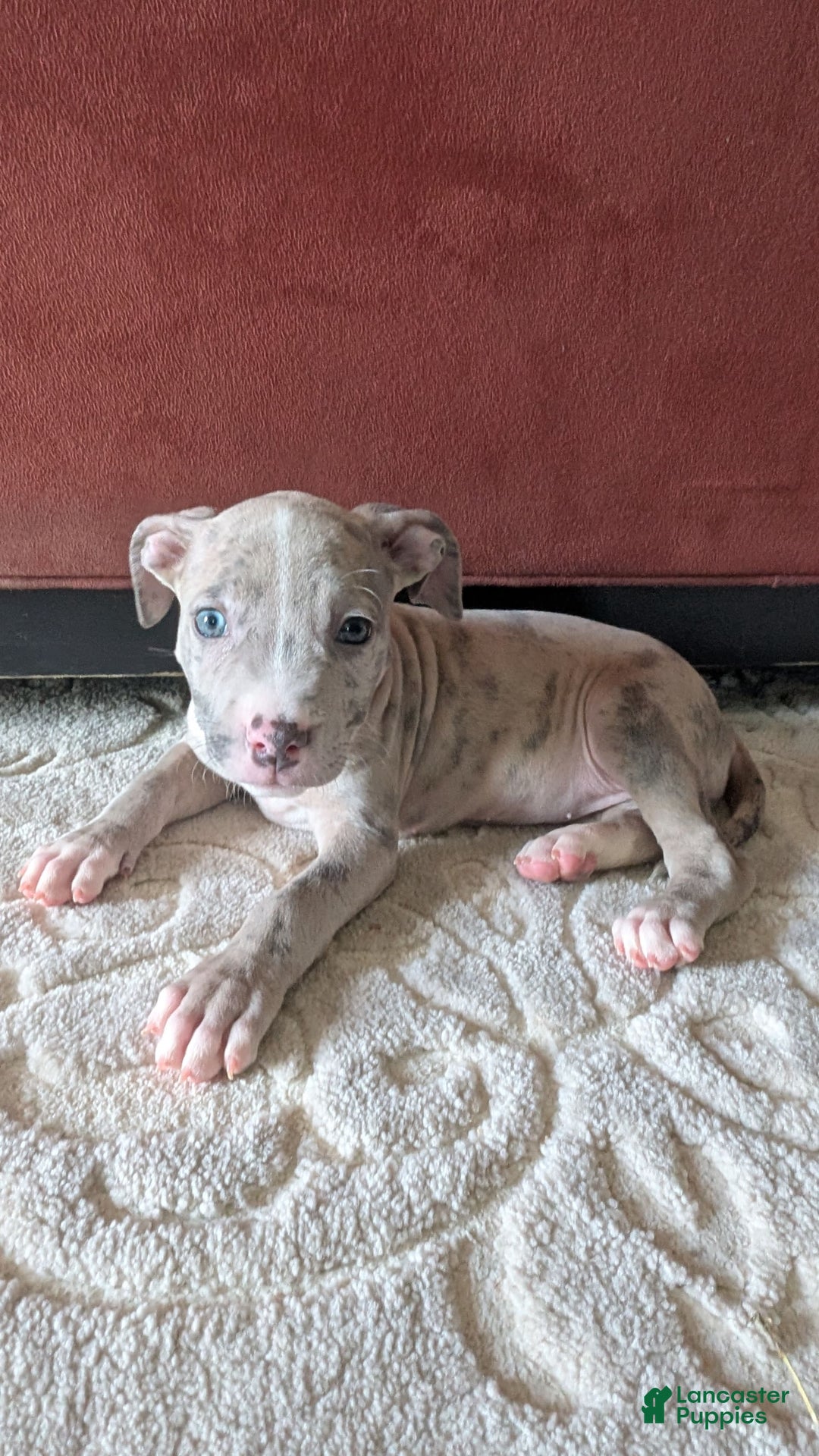 American Bully dogs for sale: Green Girl - Image 15
