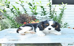 Cavalier King Charles Spaniel dogs for sale: Lilly - Image 5