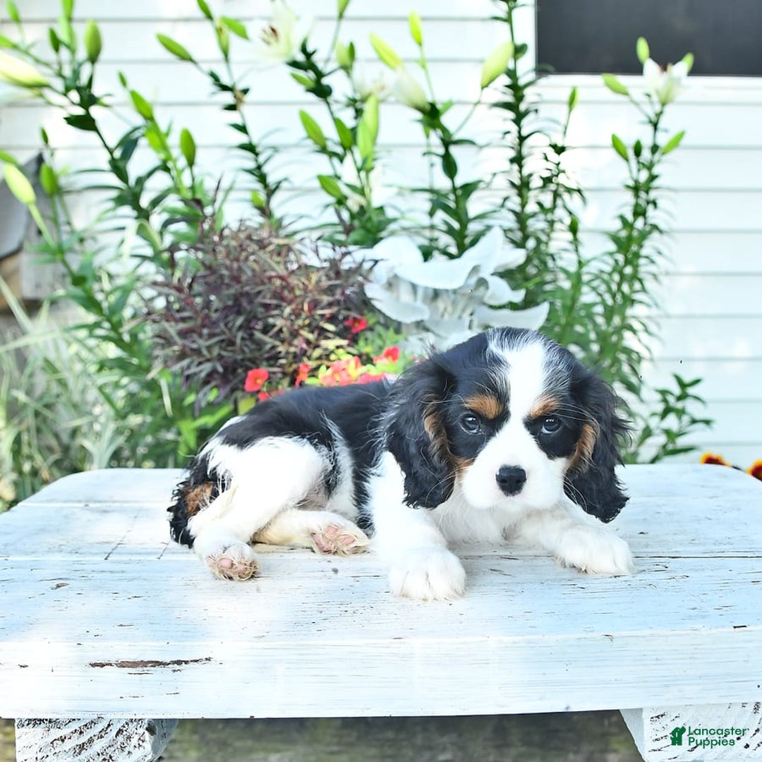 Cavalier King Charles Spaniel dogs for sale: Lilly - Image 5