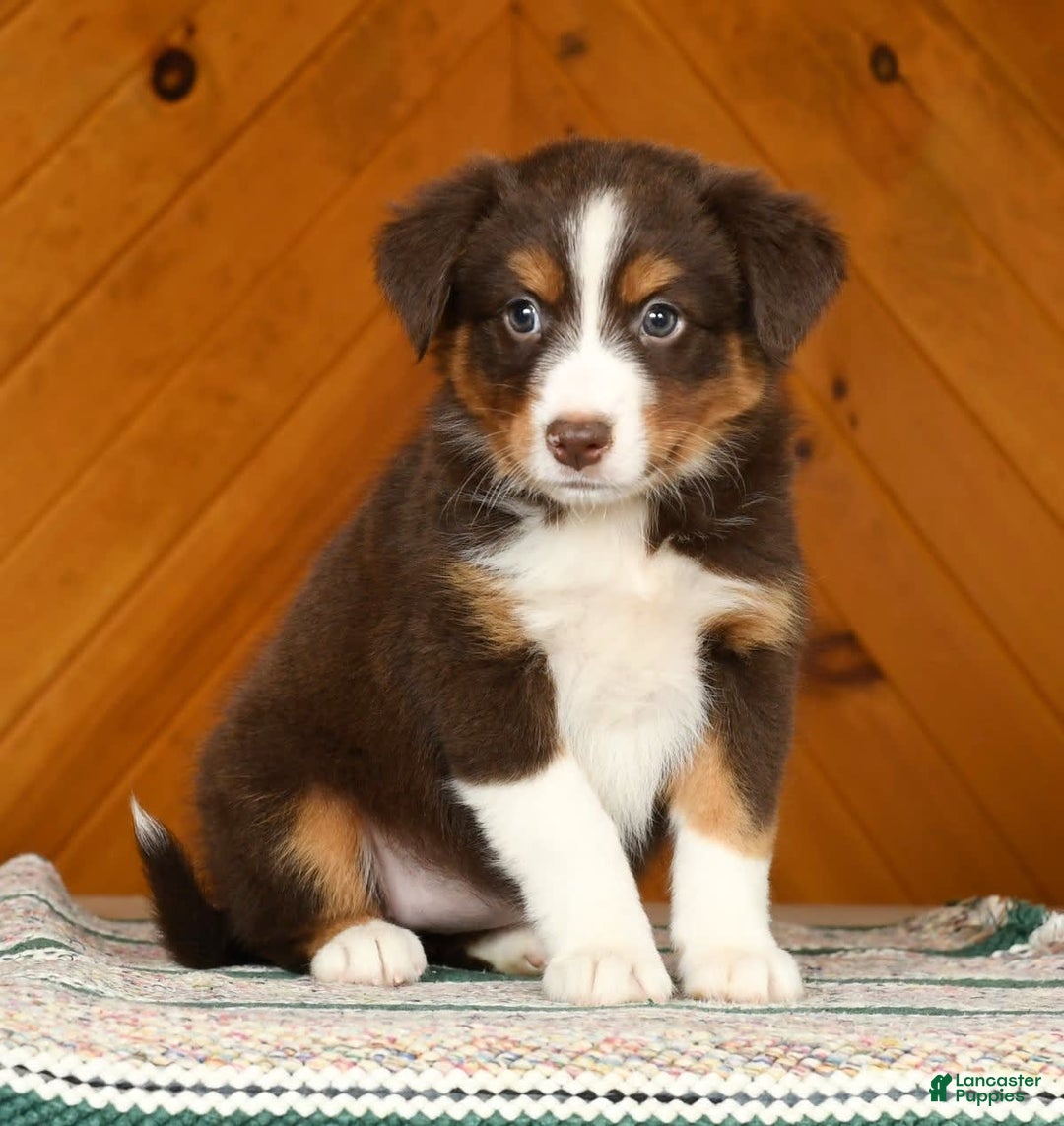 Australian Shepherd dogs for sale: Asia - Image 3