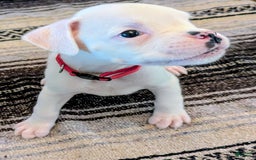 Boxer dogs for sale: Boxer 8 puppies - Image 2