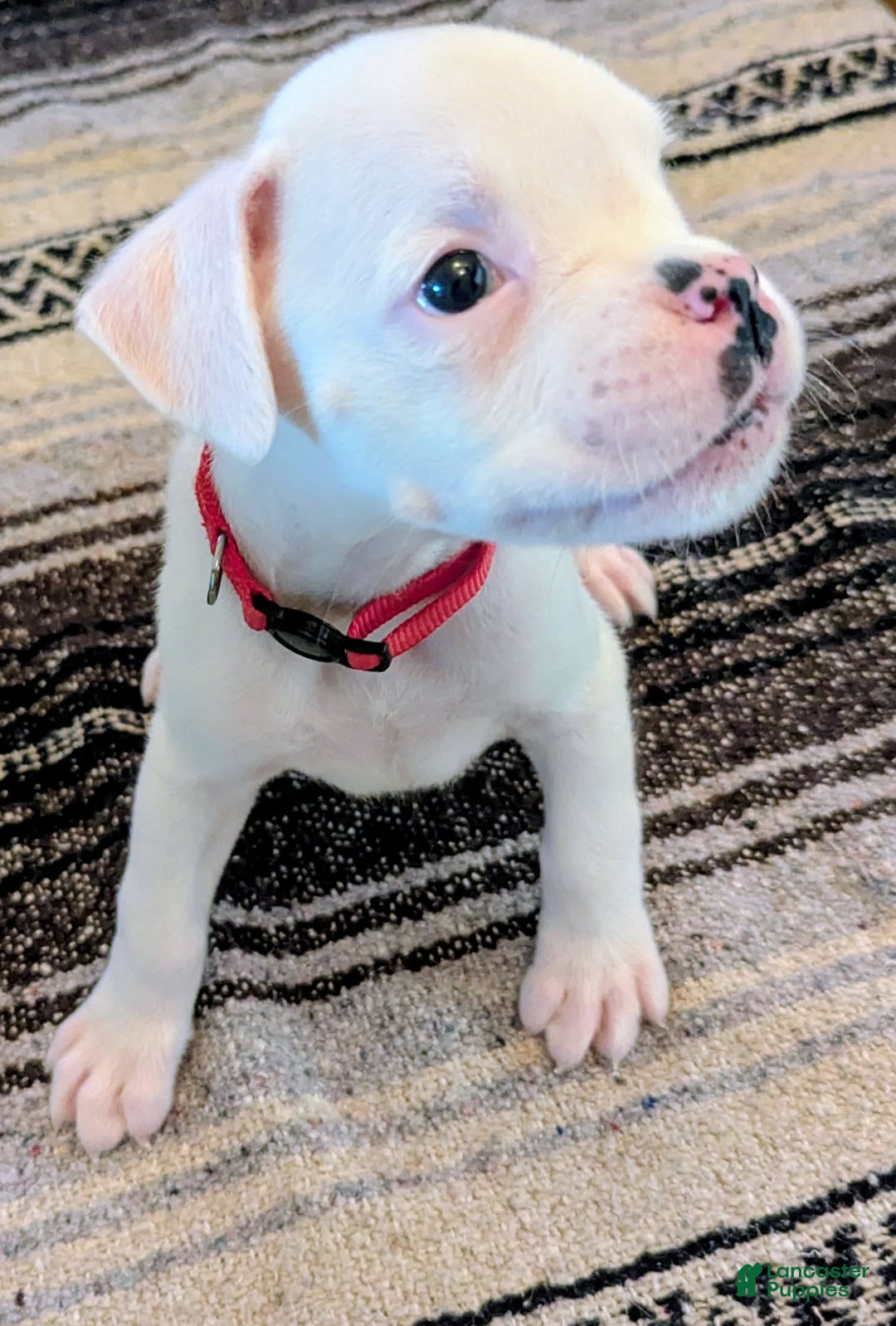 Boxer dogs for sale: Boxer 8 puppies - Image 2