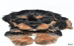Shorkie dogs for sale: Wyatt - Image 4