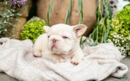 French Bulldog dogs for sale: Kingston - Image 4