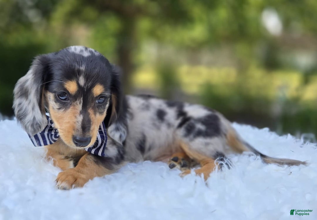 Miniature Dachshund dogs for sale: Edwin - Image 4