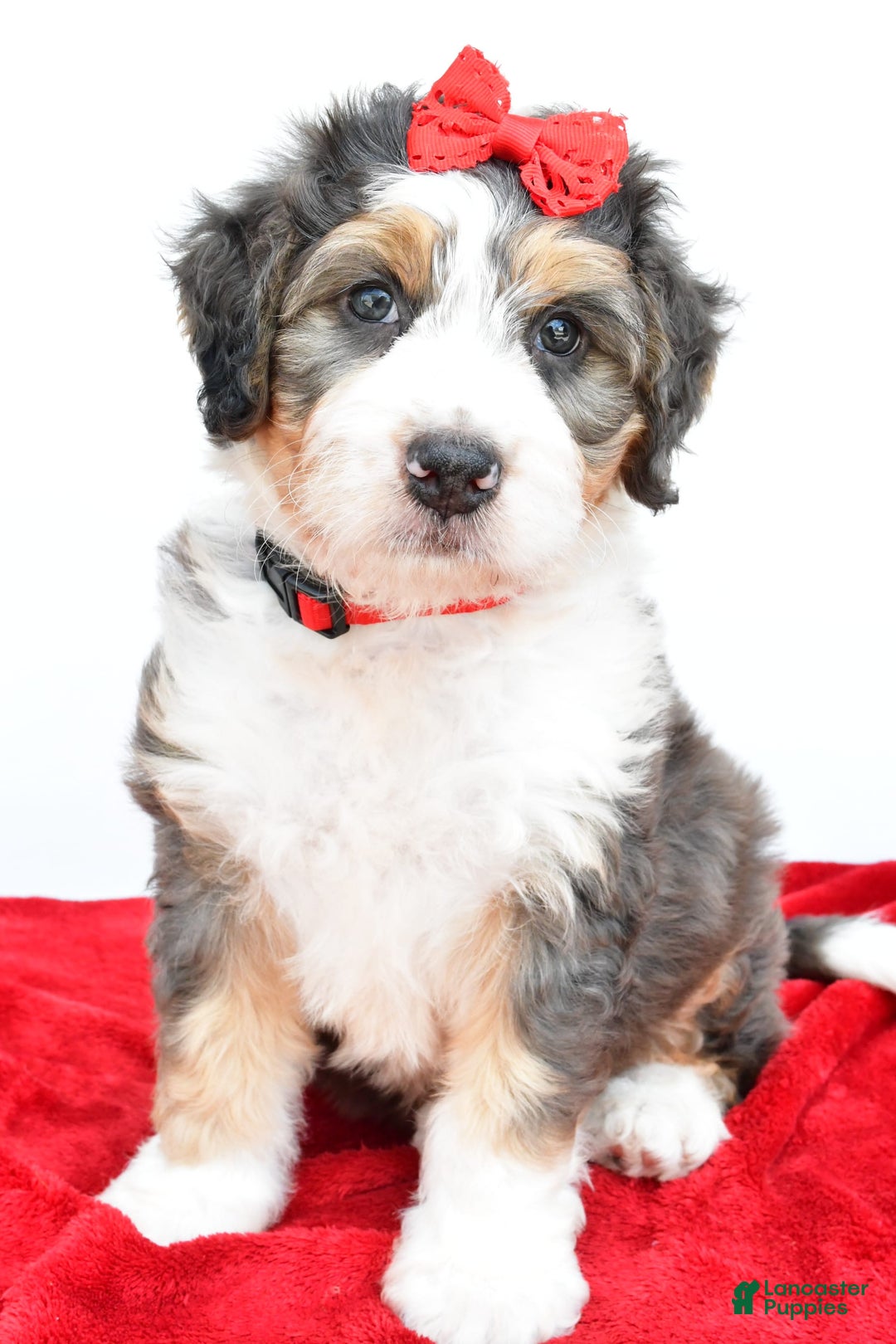 Mini Bernedoodle dogs for sale: Mini Bernedoodle 5 puppies - Image 8