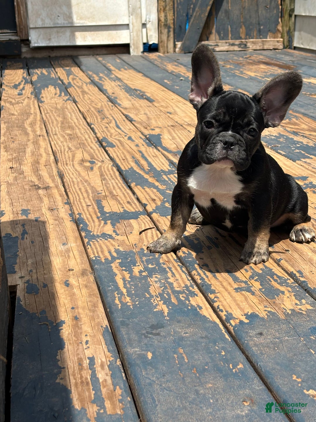 French Bulldog dogs for sale: Baby Girl - Image 2