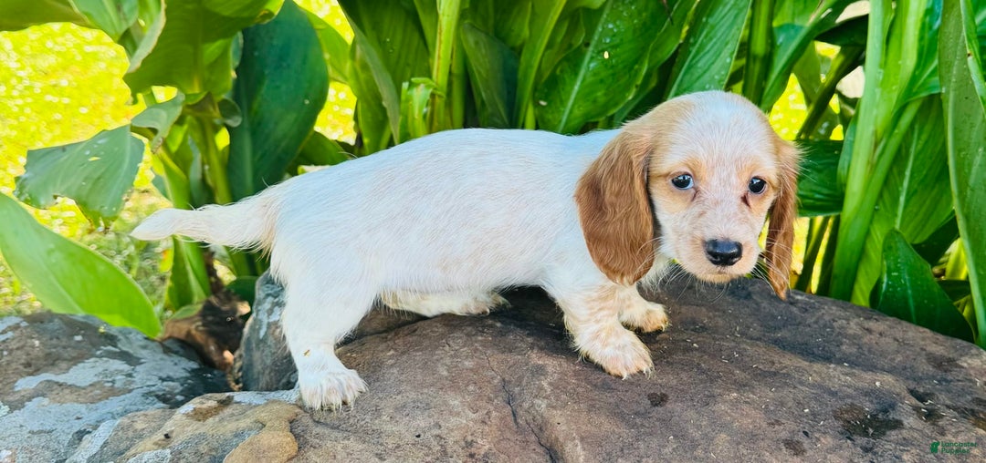 Miniature Dachshund dogs for sale: Lemon Drop - Image 2