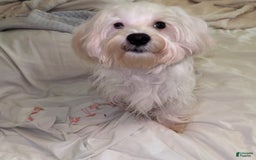 Morkie dogs for sale: Leo - Image 5