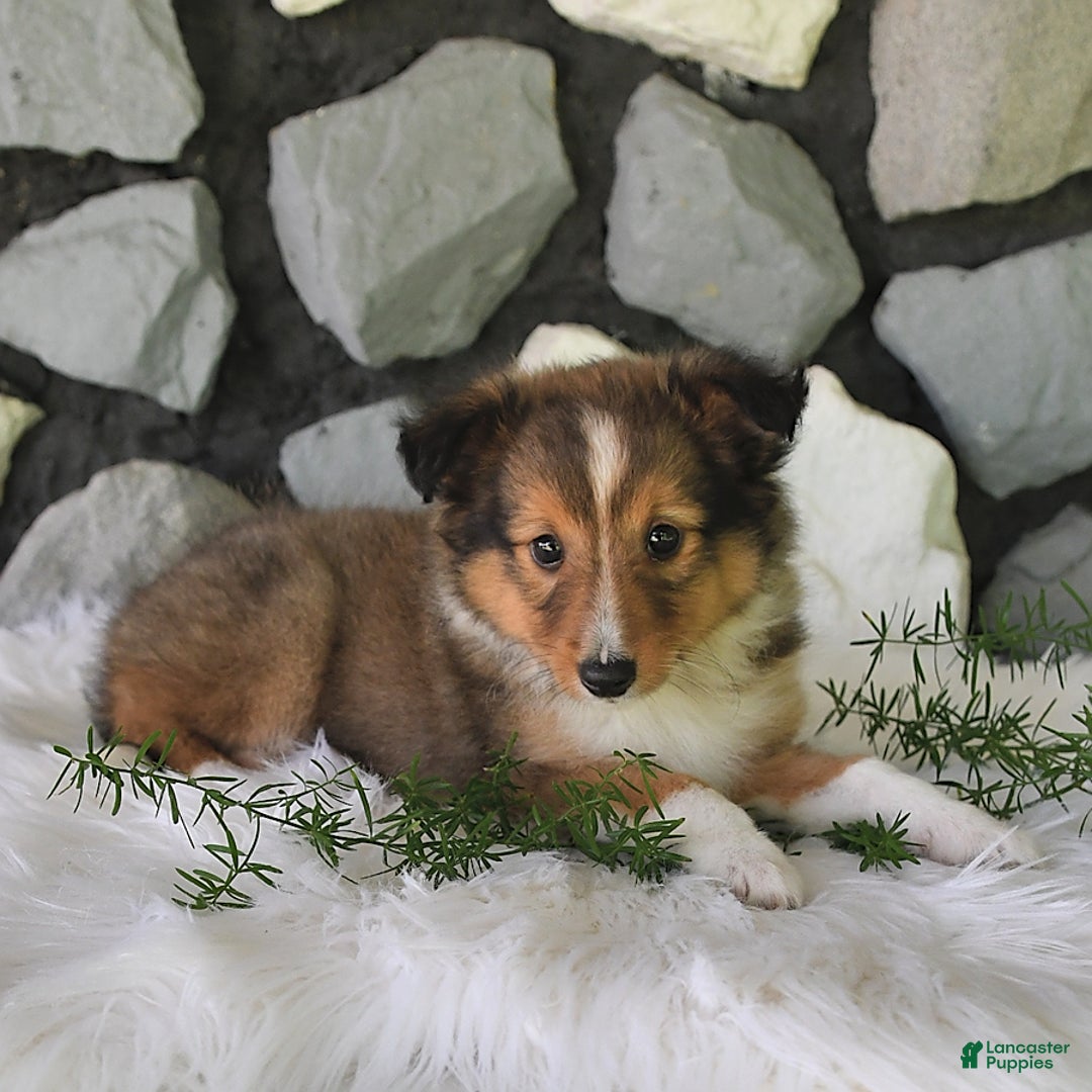 Shetland Sheepdog dogs for sale: Tommy - Image 4