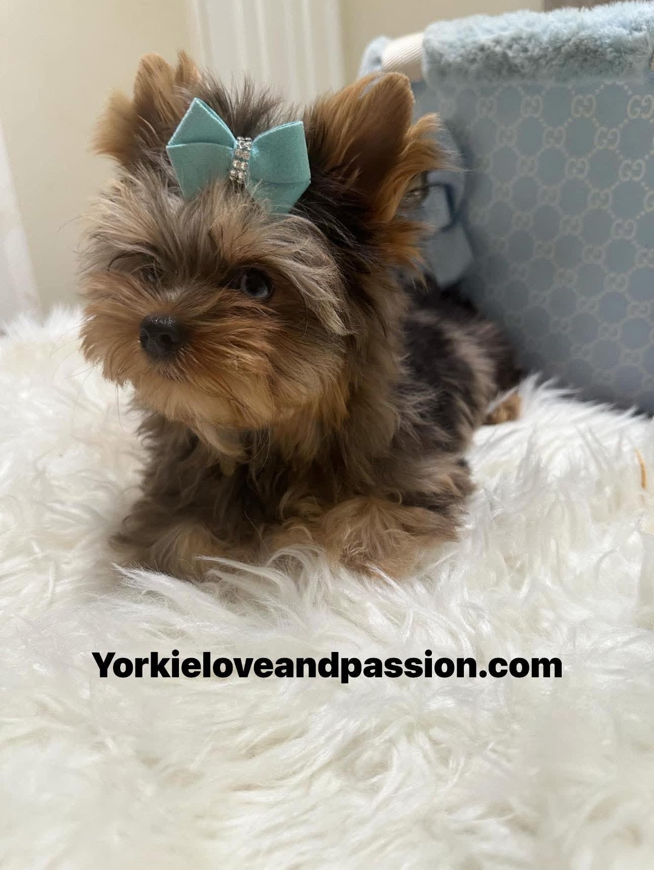 Yorkshire Terrier dogs for sale: Yorkshire Terrier 5 puppies - Image 14
