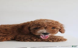 Cavapoo dogs for sale: Sage - Image 4