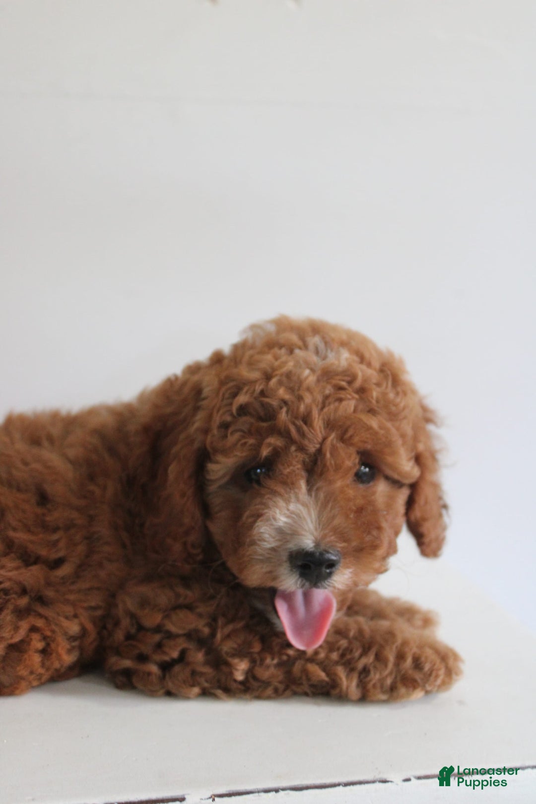 Cavapoo dogs for sale: Sage - Image 4