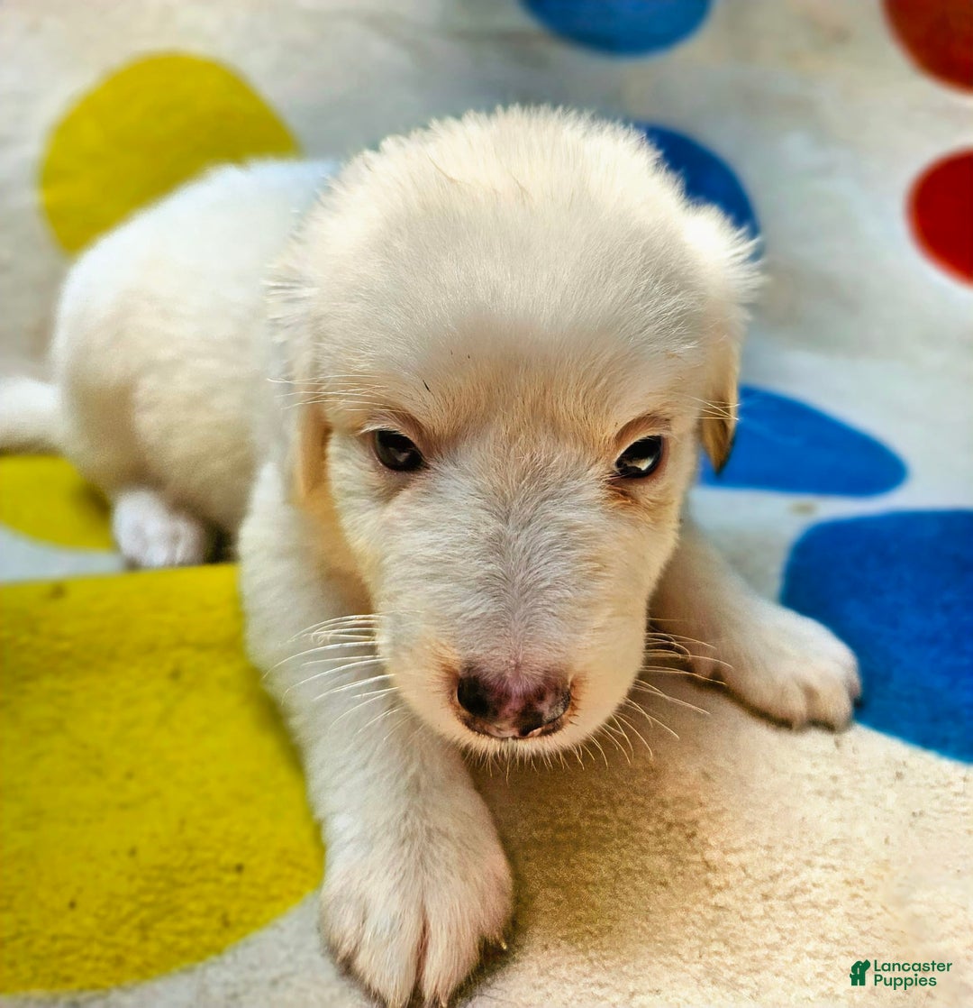 Border Collie dogs for sale: Grace - Image 14