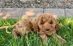Cockapoo dogs for sale: Glenna - Image 2
