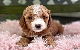 Cavapoo dogs for sale: Braxton - Image 4