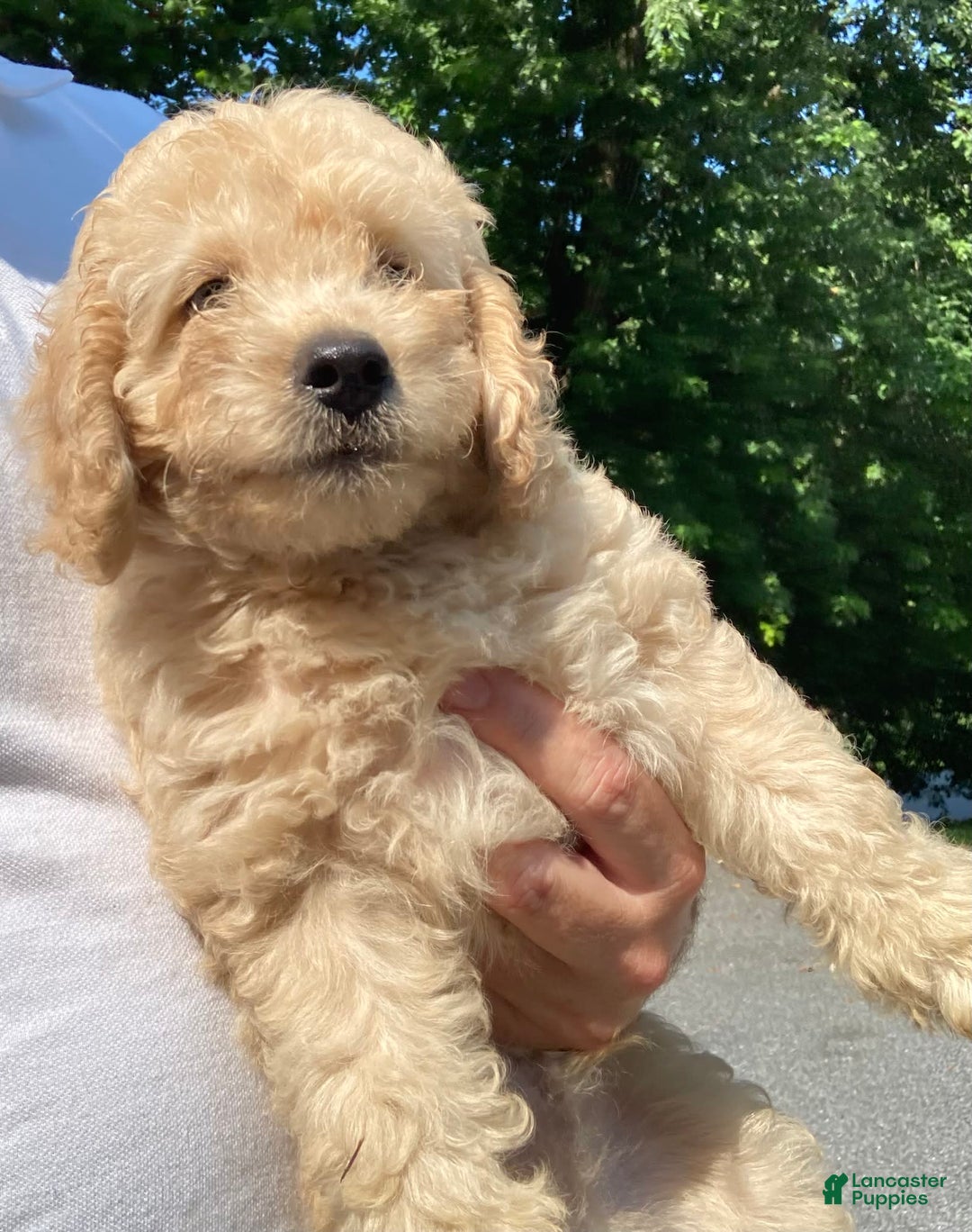 Labradoodle dogs for sale: Maxwell - Image 5