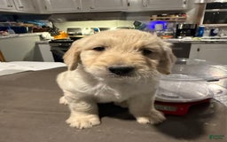Goldendoodle dogs for sale: Pink Ribbon Male - Image 1