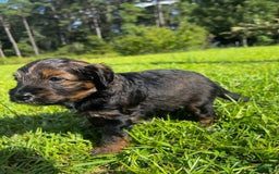 Aussiedoodle dogs for sale: Teddy - Image 1