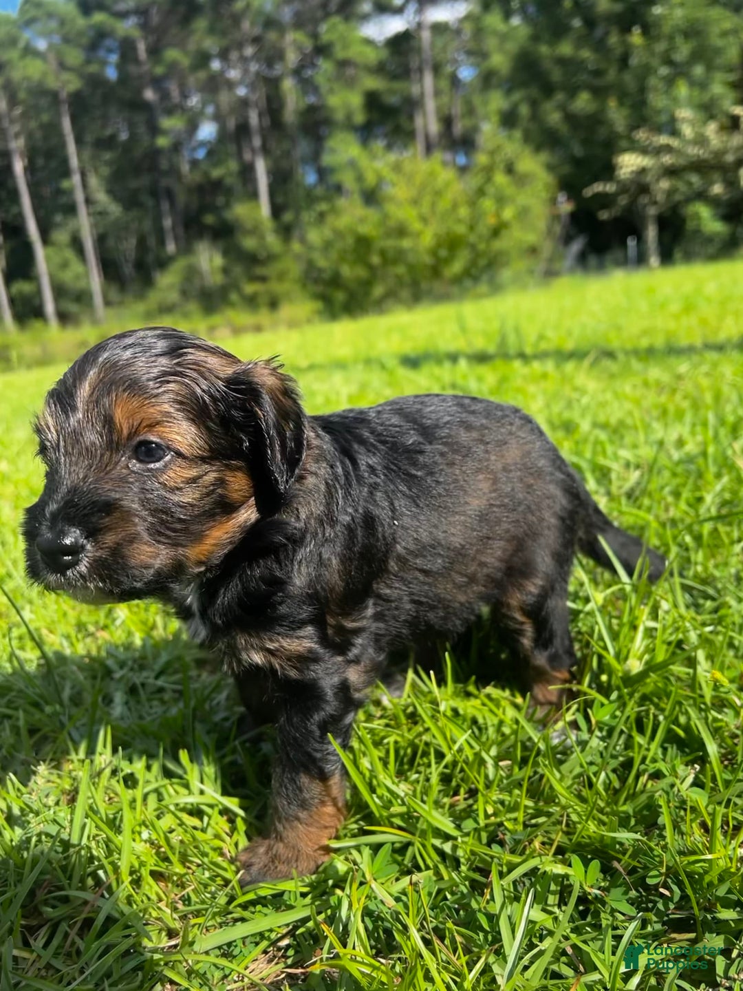 Aussiedoodle dogs for sale: Teddy - Image 1