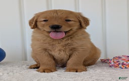 Golden Retriever dogs for sale: Porter - Image 24
