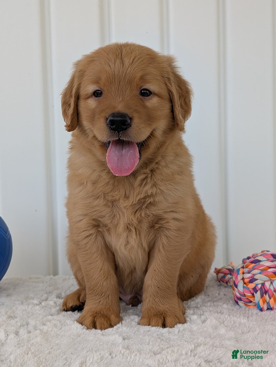 Golden Retriever dogs for sale: Porter - Image 24