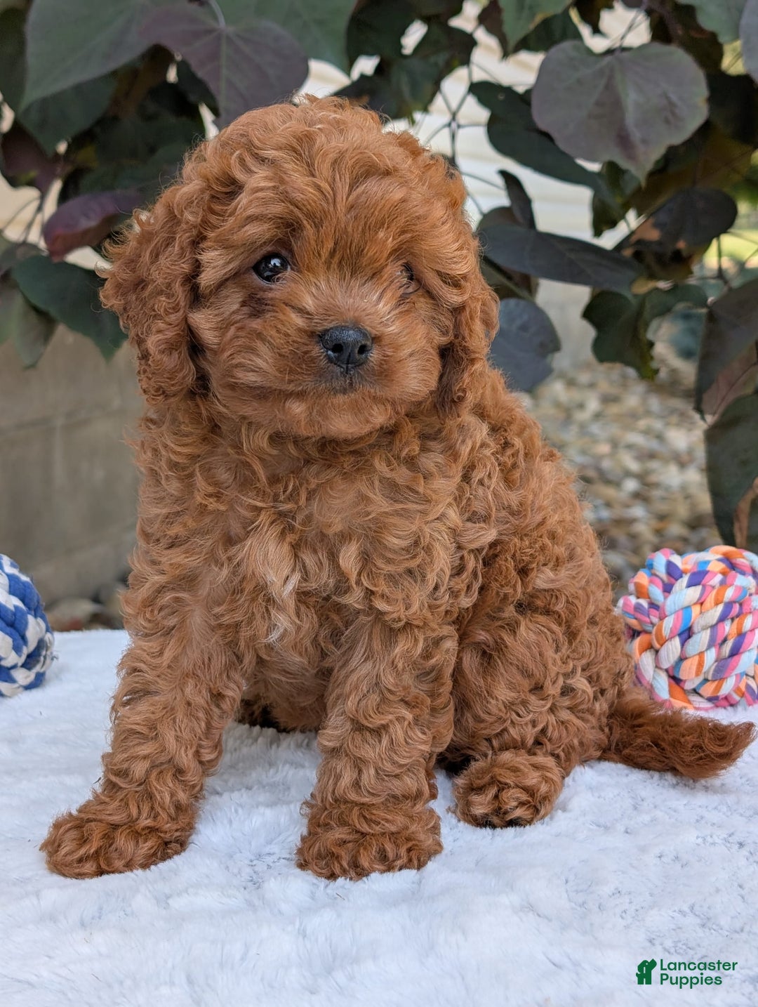 Cavapoo dogs for sale: Ginger - Image 23