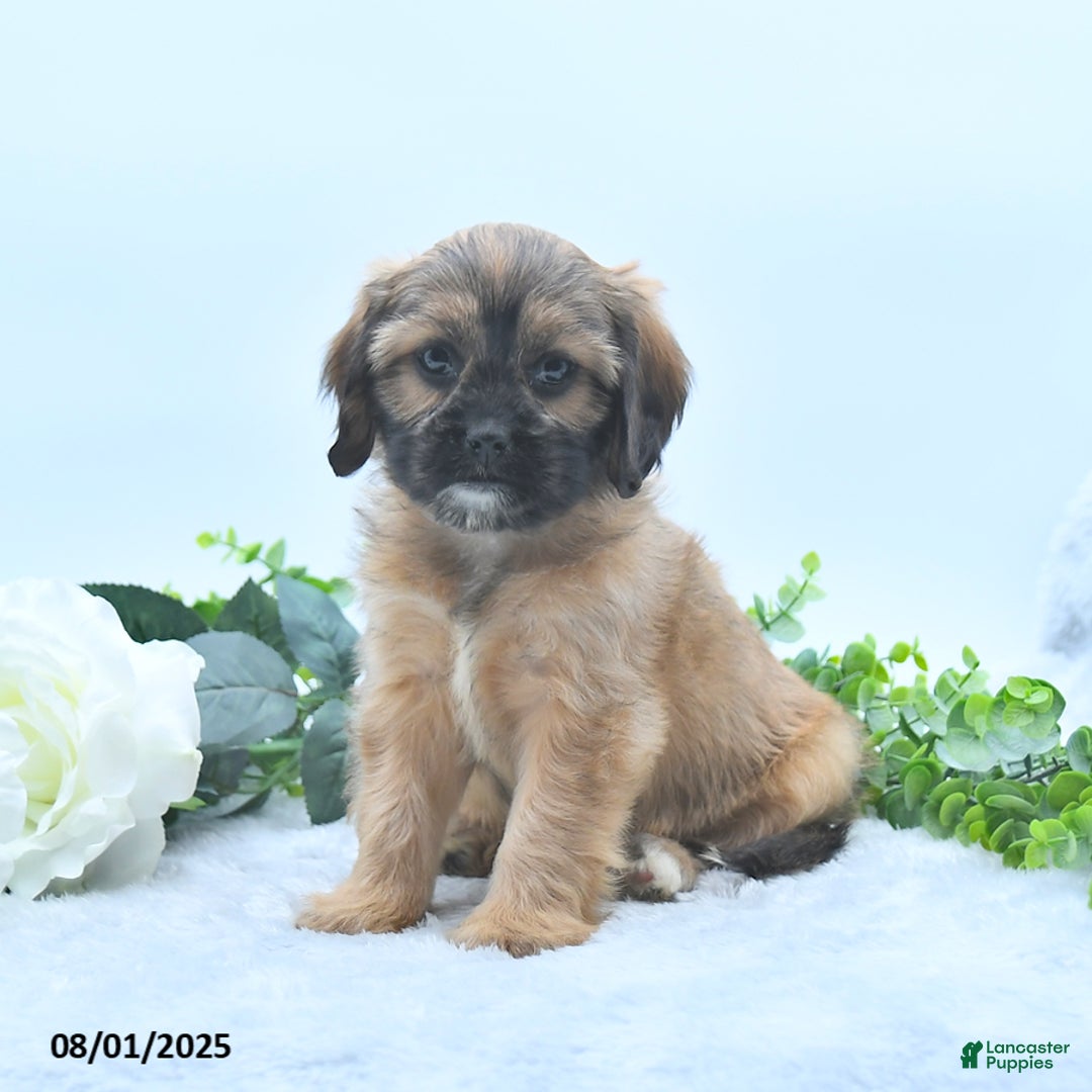 Shih Tzu dogs for sale: Nora - Image 3