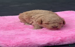 Mini Goldendoodle dogs for sale: Cooper - Image 14