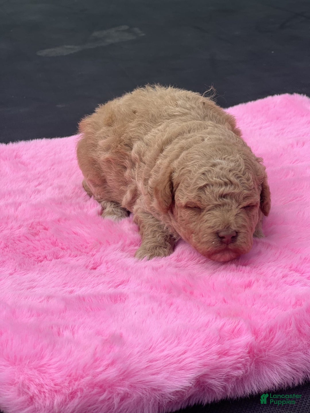 Mini Goldendoodle dogs for sale: Cooper - Image 14