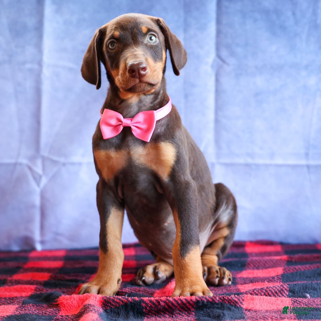 Doberman Pinscher dogs for sale: Dakota - Image 8