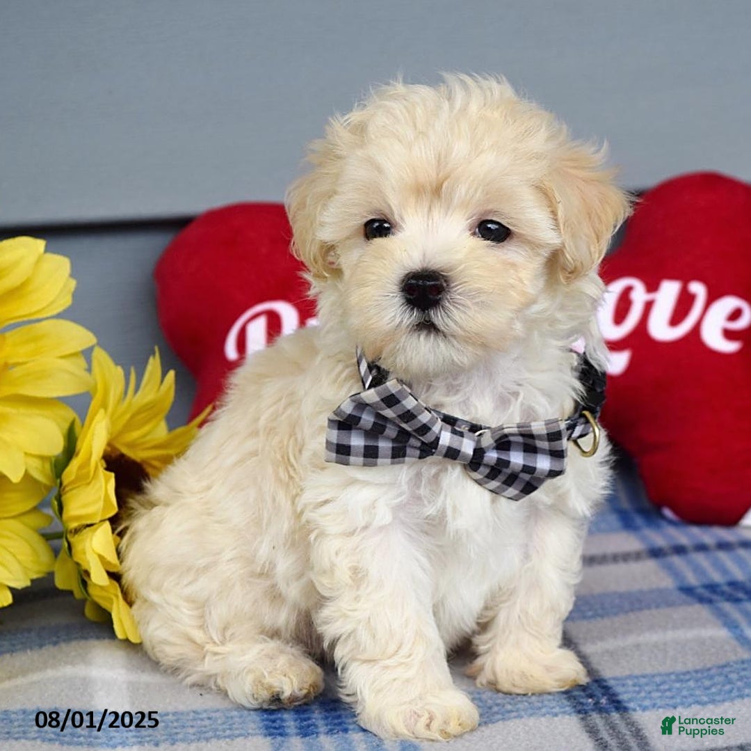 Maltipoo dogs for sale: Marly - Image 8