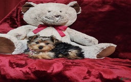 Yorkshire Terrier dogs for sale: BONBON - Image 4