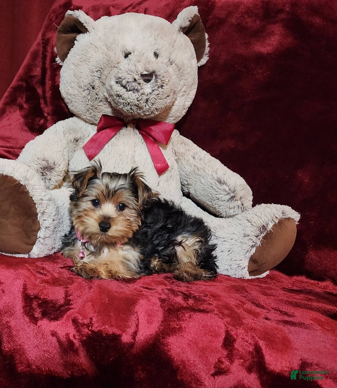 Yorkshire Terrier dogs for sale: BONBON - Image 4