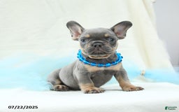 French Bulldog dogs for sale: Ellis Akc - Image 1