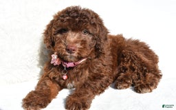 Mini Aussiedoodle dogs for sale: Espresso - Image 4