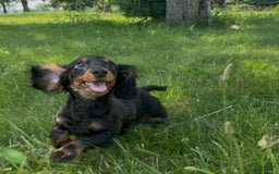 Dachshund dogs for sale: Charlie - Image 3