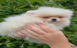 Pomeranian dogs for sale: Stacy - Image 1