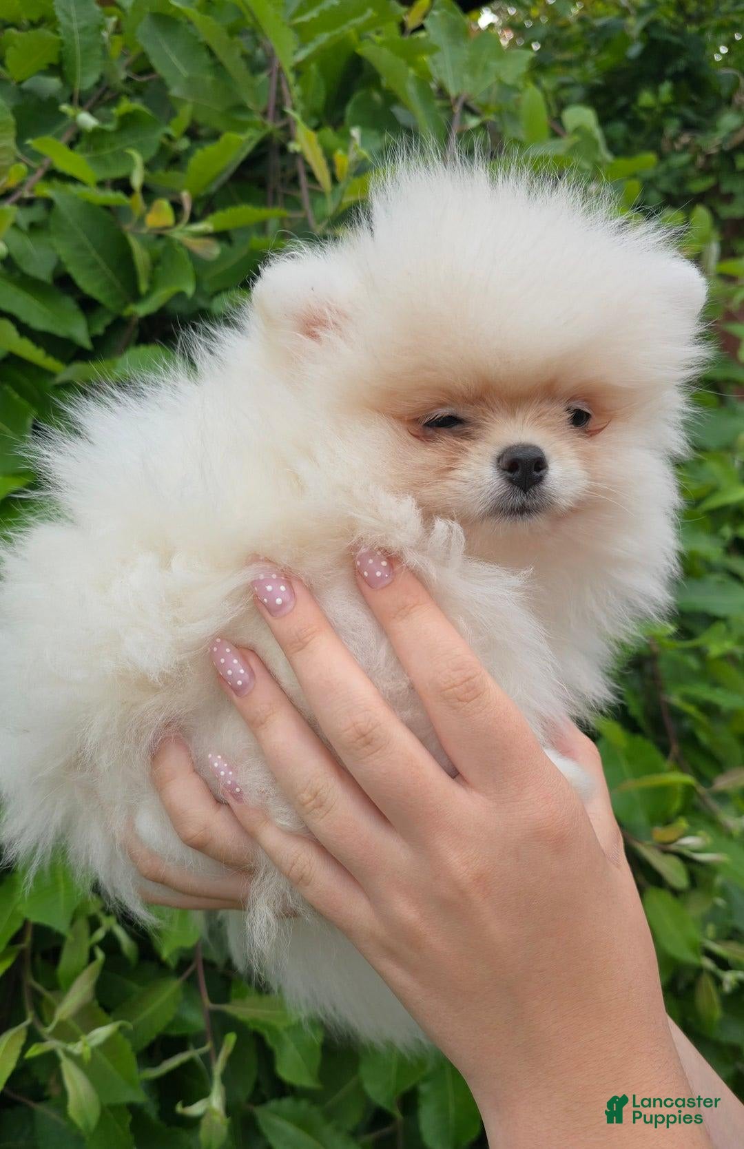 Pomeranian dogs for sale: Stacy - Image 1